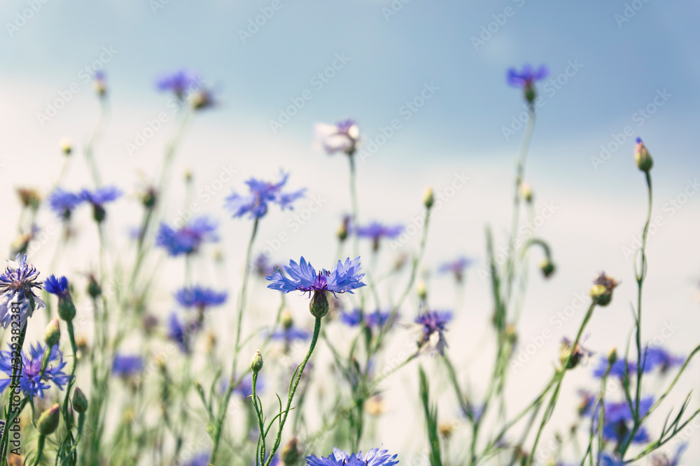 Wild flowers on sunny blue sky, spring meadow