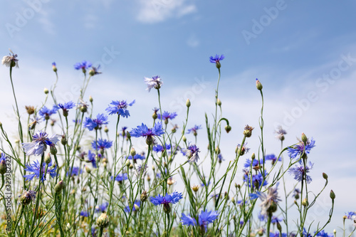 Fototapeta Naklejka Na Ścianę i Meble -  Wild flowers on sunny blue sky, spring meadow