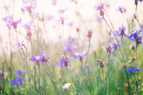 Wild flowers on sunny meadow in spring