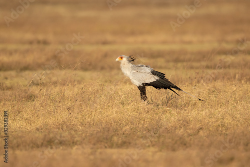 secretarybird or secretary bird (Sagittarius serpentarius) is a large, mostly terrestrial bird of prey. Endemic to Africa, it is usually found in the open grasslands