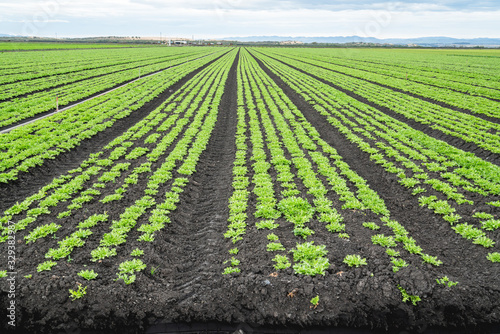 Agricultural field with long converging rows of young celery plants  Santa Barbara County  California