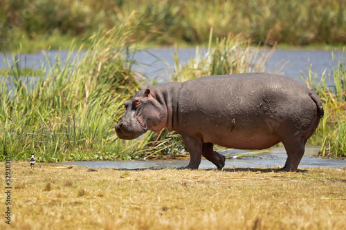 hippopotamus inhabits rivers, lakes and mangrove swamps, where territorial bulls preside over a stretch of river and groups of five to thirty cows and young.