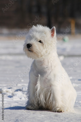 White west terrier dog playing outside in the snow. 