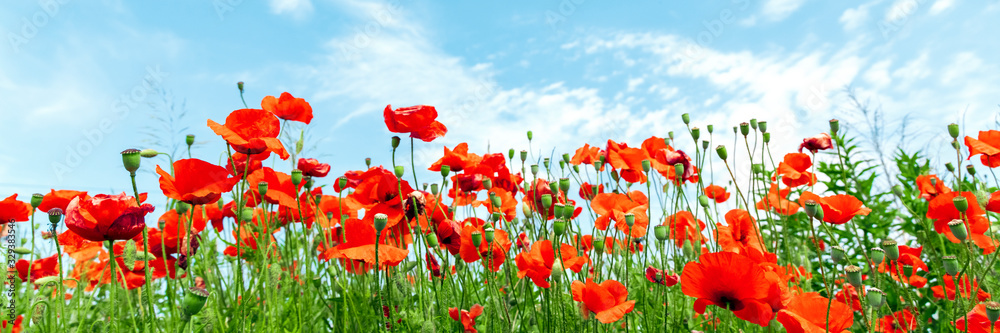 Fototapeta Red poppy flowers on sunny blue sky, poppies spring blossom, green meadow with flowers