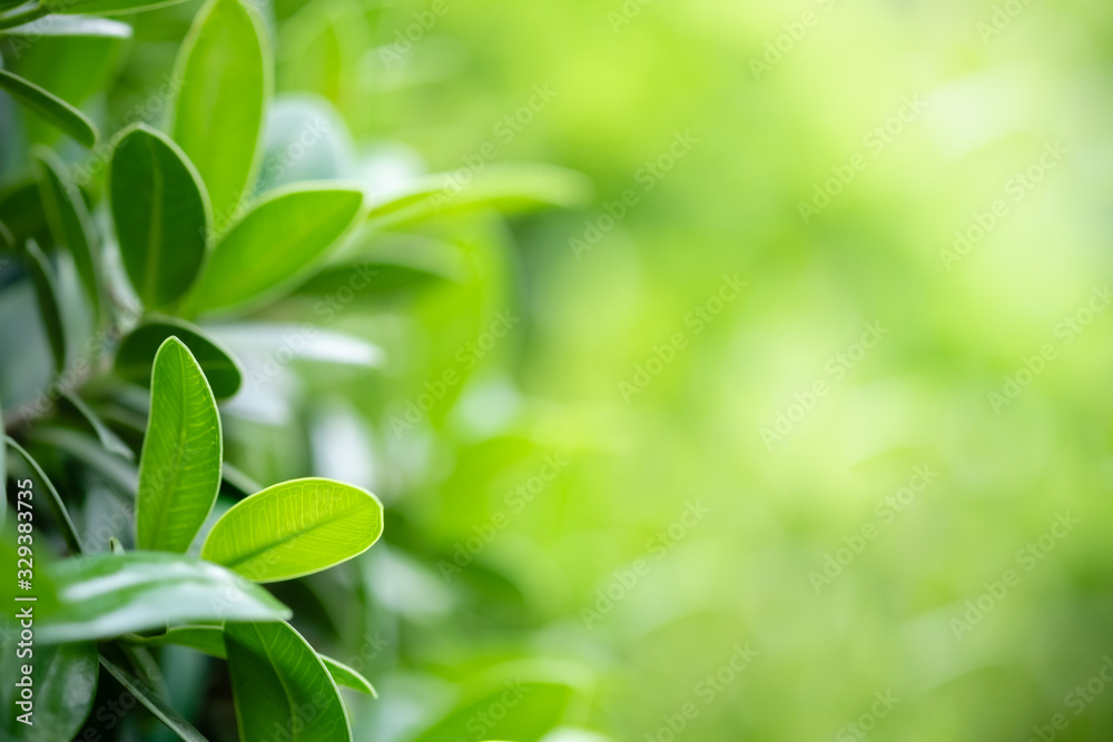 Beautiful nature view of green leaf on blurred greenery background in garden and sunlight with copy space using as background natural green plants landscape, ecology, fresh wallpaper concept. Beautiful nature view of green leaf on blurred greenery background in garden and sunlight with copy space using as background natural green plants landscape, ecology, fresh wallpaper concept.