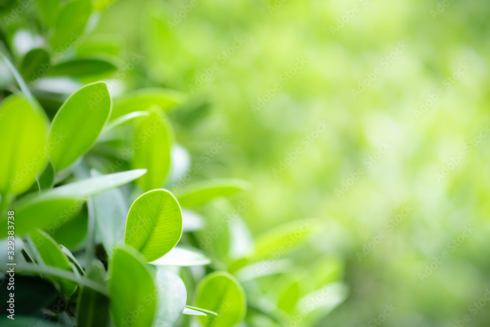 Obraz premium Beautiful nature view of green leaf on blurred greenery background in garden and sunlight with copy space using as background natural green plants landscape, ecology, fresh wallpaper concept.