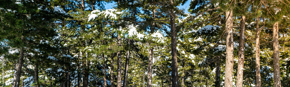 Fototapeta premium Pine forest in snow panoramic