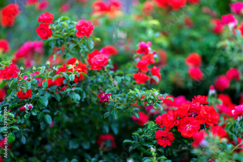 Red roses in the garden, spring flowers blossom © Mariusz Blach