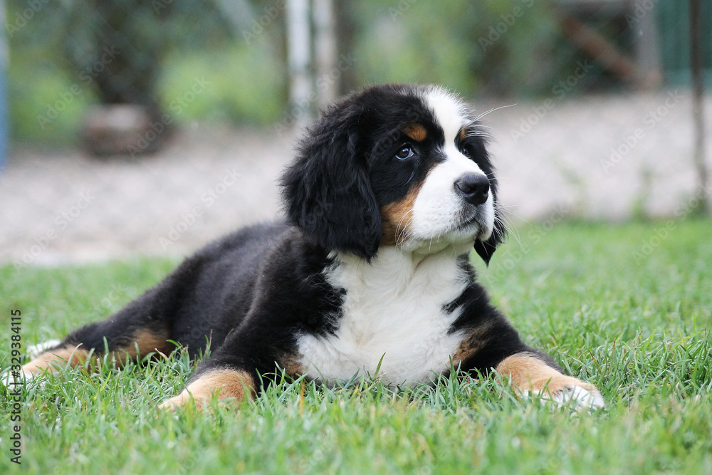 Bernese mountain dog puppy outside. Puppy in the kennel. Bernese mountain dog puppy outside. Puppy in the kennel.