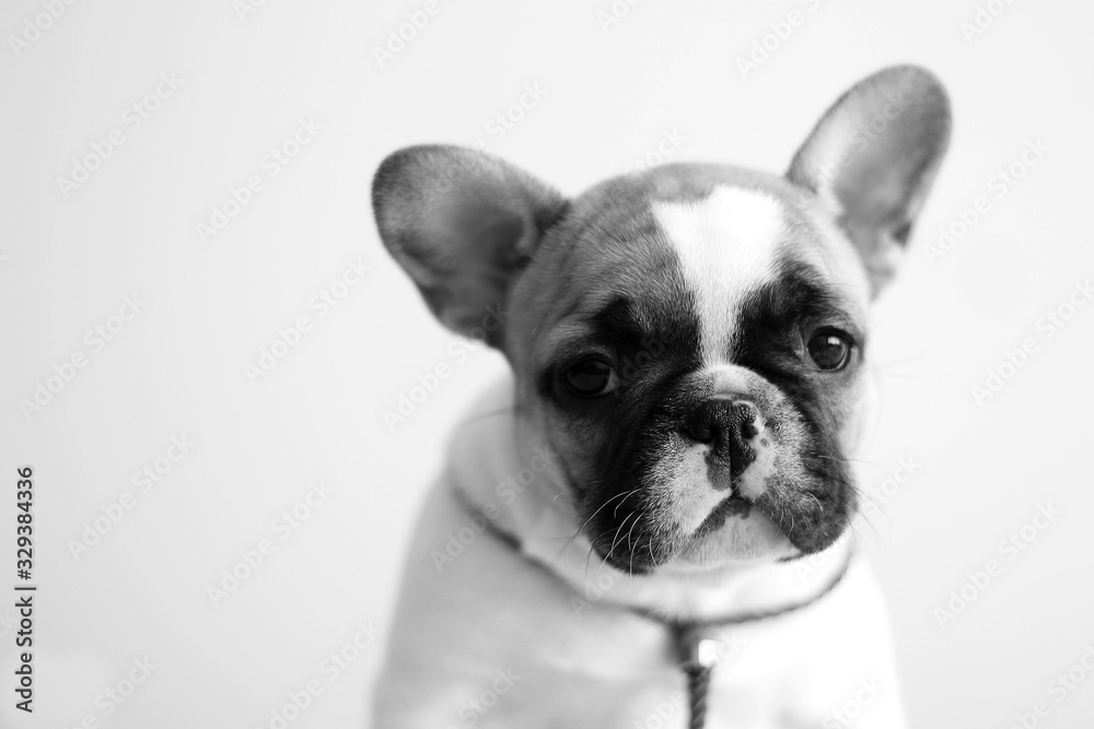 French bulldog puppy posing in the studio. Pink studio background.