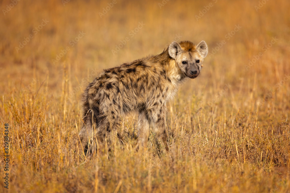 Spotted hyena (Crocuta crocuta), also known as the laughing hyena is a hyena species, currently classed as the sole extant member of the genus Crocuta, native to Sub-Saharan Africa. Spotted hyena (Crocuta crocuta), also known as the laughing hyena is a hyena species, currently classed as the sole extant member of the genus Crocuta, native to Sub-Saharan Africa.