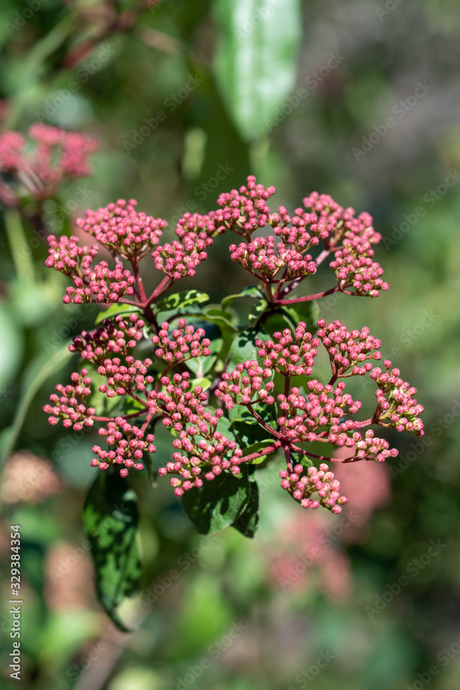 Fototapeta premium Spring buds of viburnum tinus compactum