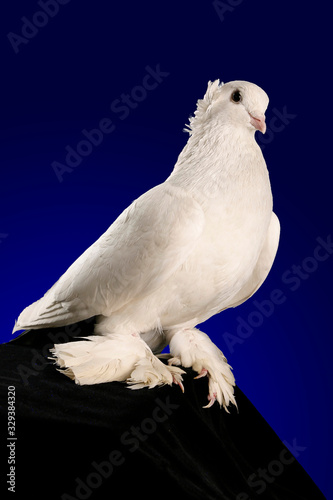 Wallpaper Mural Dove studio shooting on a dark blue background. Torontodigital.ca