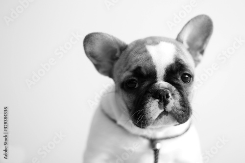 French bulldog puppy posing in the studio. Pink studio background. © Evelina