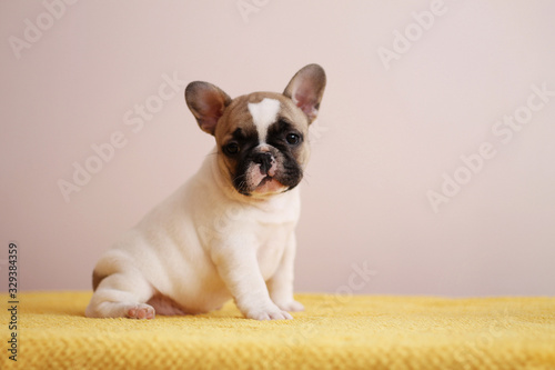 French bulldog puppy posing in the studio. Pink studio background.  © Evelina