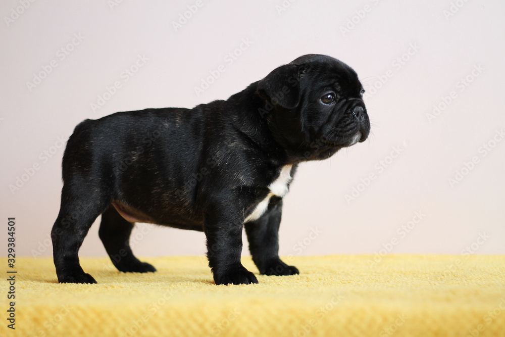 French bulldog puppy posing in the studio. Pink studio background. French bulldog puppy posing in the studio. Pink studio background.