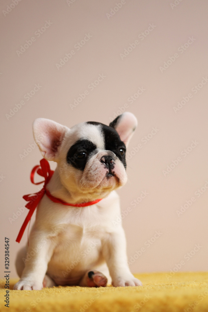 French bulldog puppy posing in the studio. Pink studio background. French bulldog puppy posing in the studio. Pink studio background.
