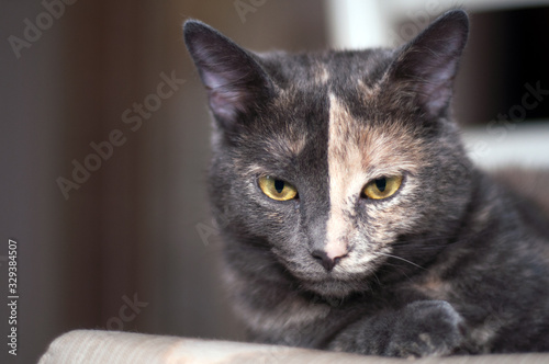 portrait of a two color face cat