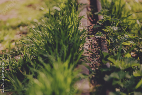 Old rusty rail of an abandoned inoperative railway track overgrown with grass photo