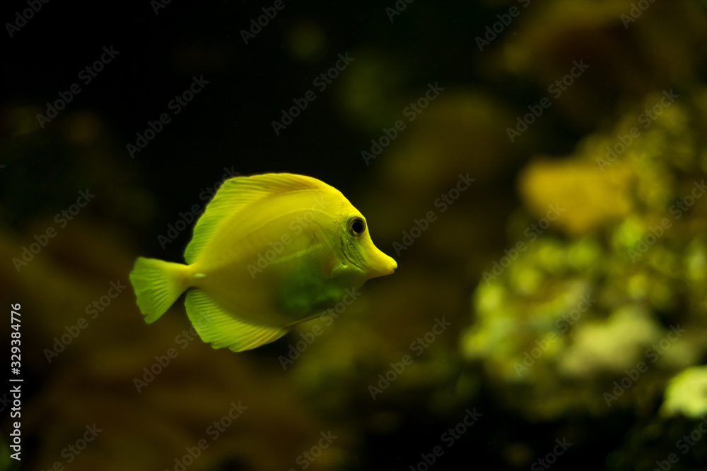 Saltwater Fish species: Yellow Tang (Zebrasoma flavescens) with a dark background