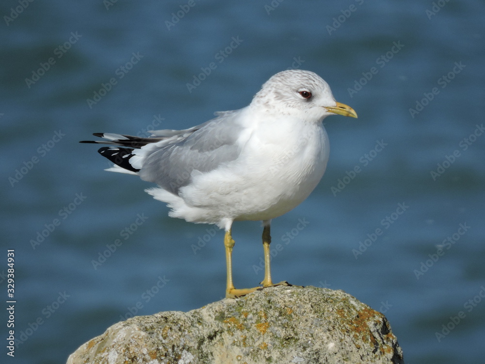 A Common gull standing on rocks A Common gull standing on rocks