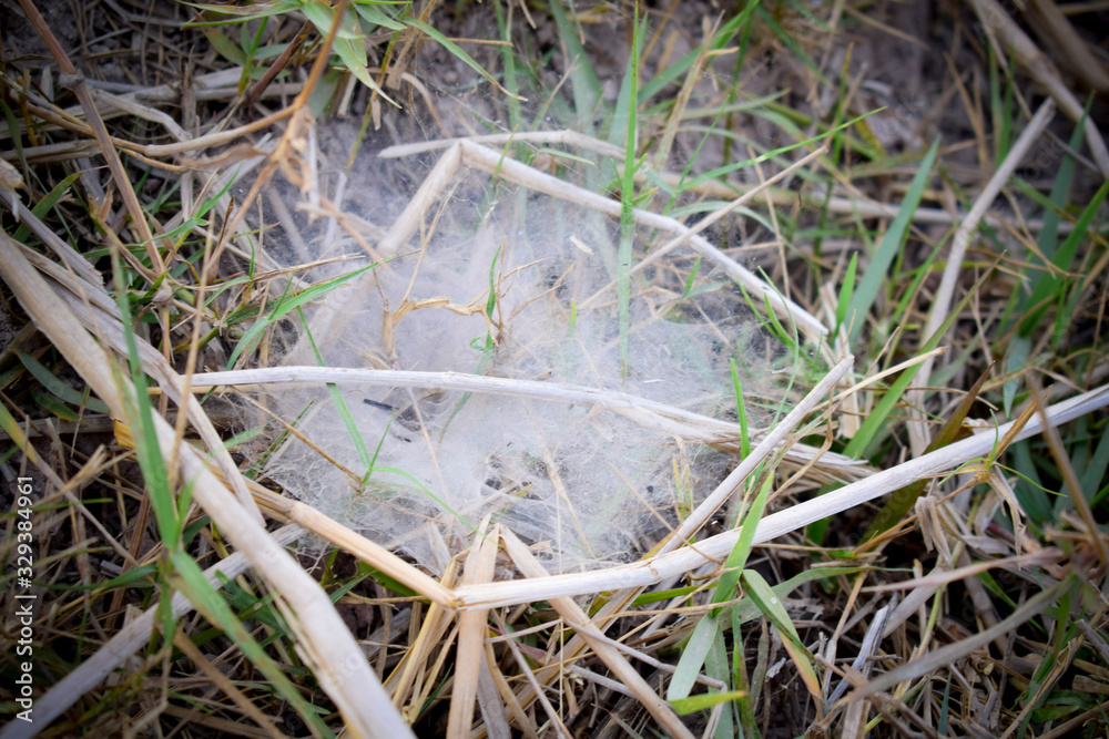Spider web on the grass
