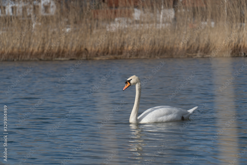 Schwan in freier Wildbahn schwimmt auf einem See mit und sucht essen Schwan in freier Wildbahn schwimmt auf einem See mit und sucht essen