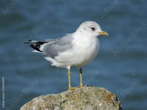 A Common gull standing on rocks