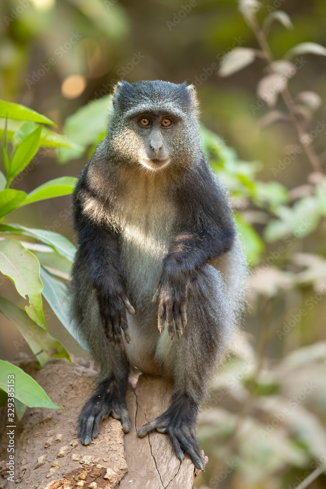 Sykes' monkey (Cercopithecus albogularis), also known as the white-throated monkey or Samango monkey, is an Old World monkey found between Ethiopia and South Africa Sykes' monkey (Cercopithecus albogularis), also known as the white-throated monkey or Samango monkey, is an Old World monkey found between Ethiopia and South Africa