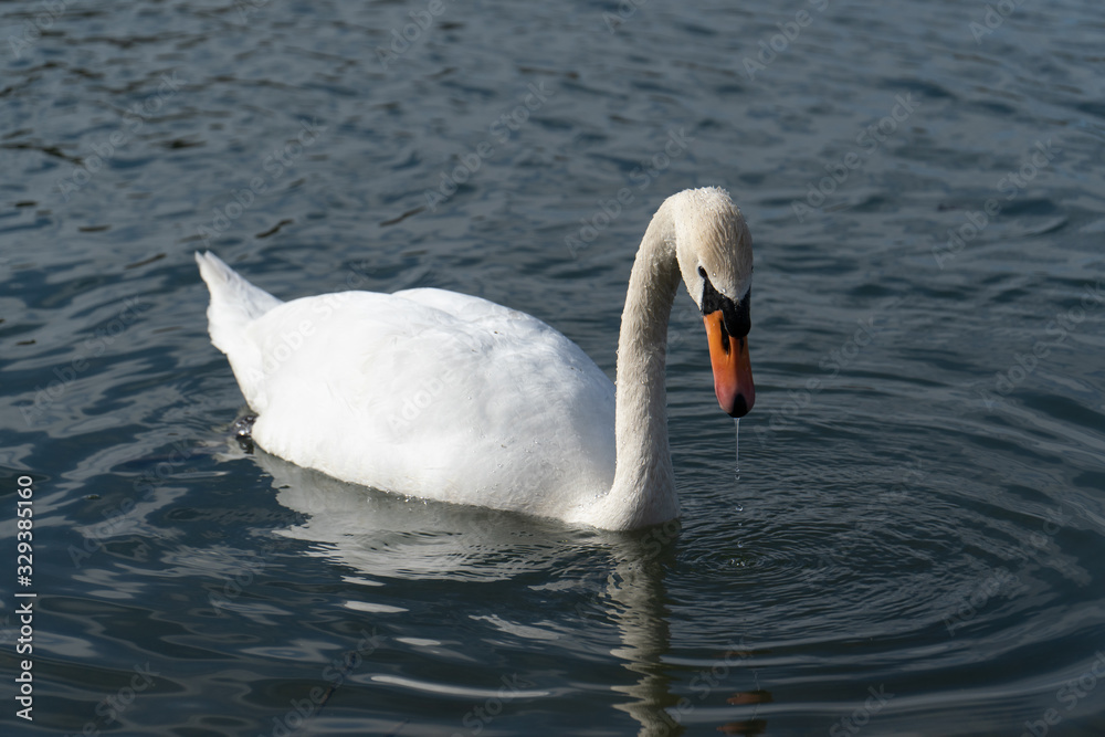 Obraz premium Schwan in freier Wildbahn schwimmt auf einem See mit und sucht essen