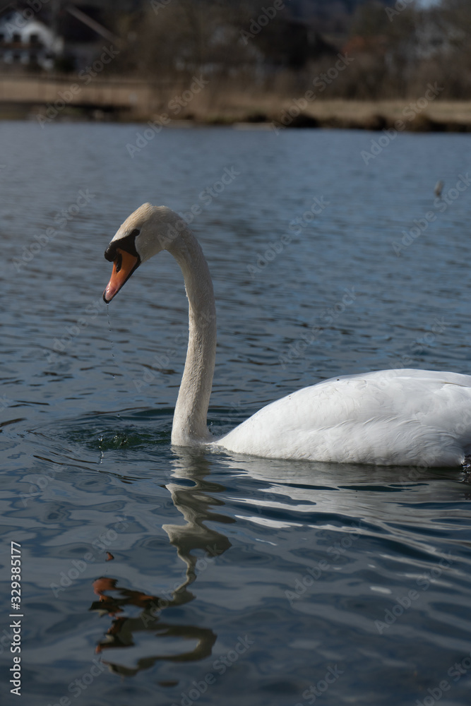Obraz premium Schwan in freier Wildbahn schwimmt auf einem See mit und sucht essen