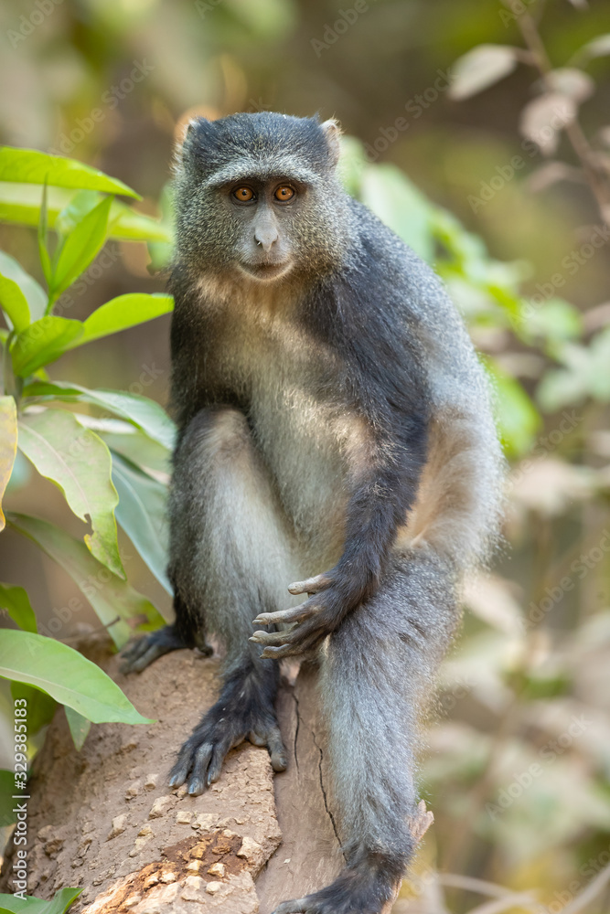 Sykes' monkey (Cercopithecus albogularis), also known as the white-throated monkey or Samango monkey, is an Old World monkey found between Ethiopia and South Africa Sykes' monkey (Cercopithecus albogularis), also known as the white-throated monkey or Samango monkey, is an Old World monkey found between Ethiopia and South Africa
