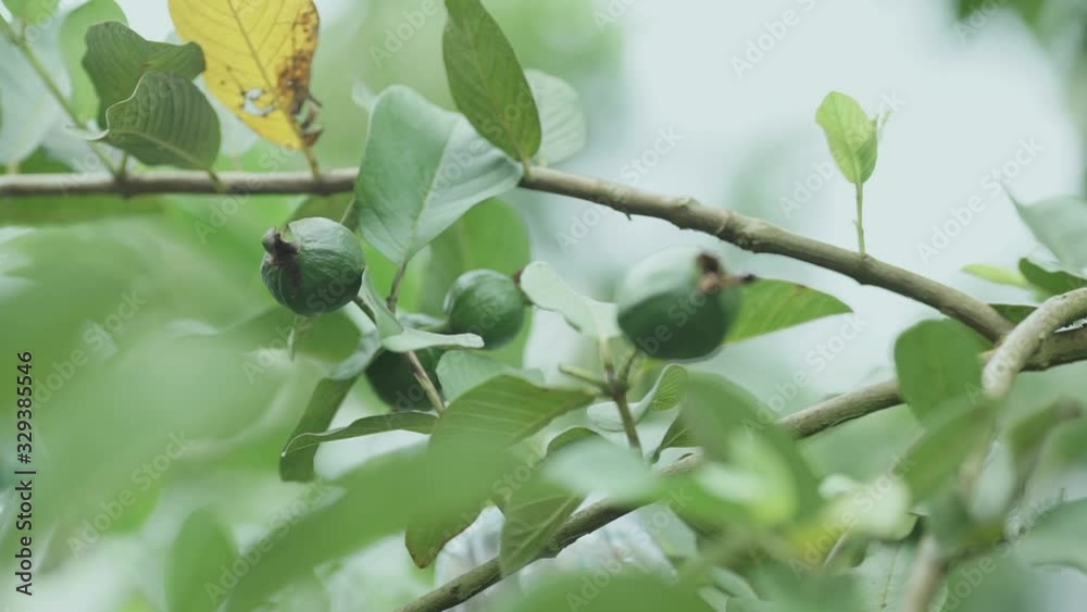 fresh guava  on a branch