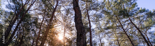 Panoramic forest at sunrise