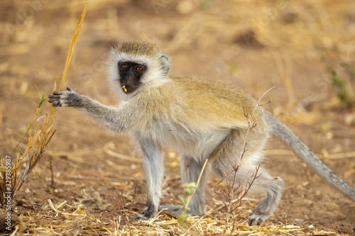 vervet monkey (Chlorocebus pygerythrus), or simply vervet, is an Old World monkey of the family Cercopithecidae native to Africa.