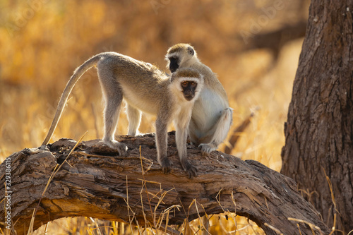 vervet monkey (Chlorocebus pygerythrus), or simply vervet, is an Old World monkey of the family Cercopithecidae native to Africa. photo