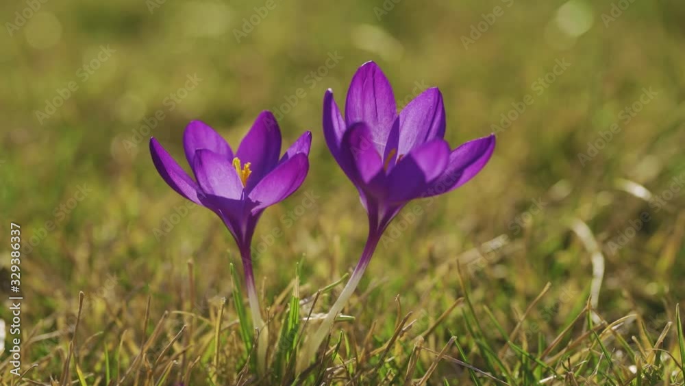 Blooming Crocus Flowers in the Park. Spring Landscape Blooming Crocus Flowers in the Park. Spring Landscape