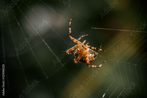 Macro photography of a spider weaving a web on a green background