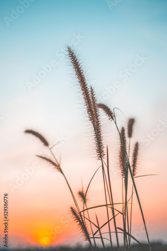 Grass of flower on the beautiful sky and sunset light nature background