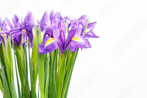 beautiful dark purple iris flower on white background