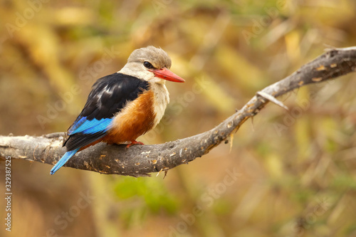 Konstfotografi grey-headed kingfisher (Halcyon leucocephala) has a wide distribution from the C