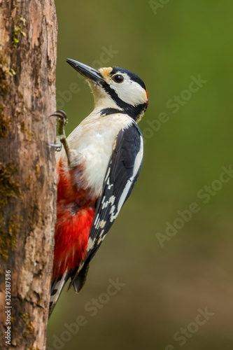 Great Spotted Woodpecker - Dendrocopos major, beautiful colored woodpecker from European forests and woodlands, Hortobagy National Park, Hungary.