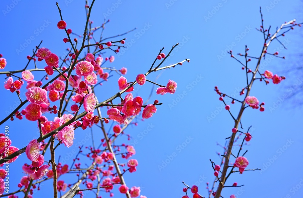 Pink flower blooms of the Japanese ume apricot tree, prunus mume