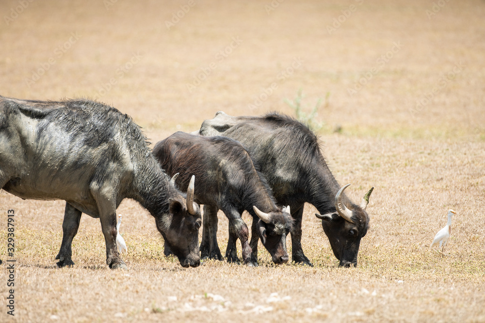 Fototapeta premium water buffalo