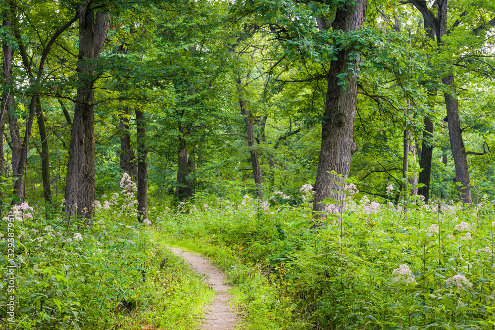 A woodland trail invites hikers to explore an oak savanna on a summer day.