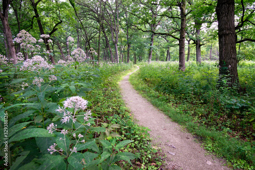 Fototapeta Naklejka Na Ścianę i Meble -  A woodland trail invites hikers to explore an oak savanna on a summer day.