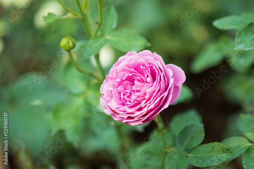 Beautiful colorful pink roses flower in the garden