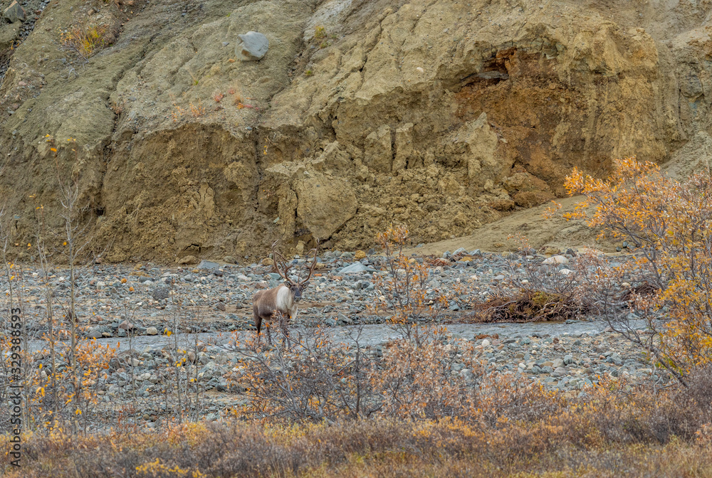 Barren Ground caribou Bull in Autumn in Denali National Park Alaska Barren Ground caribou Bull in Autumn in Denali National Park Alaska