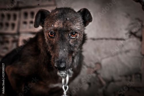 retrato de perro sufriendo maltrato animal photo