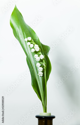 lily of the valley with 13 bells lucky